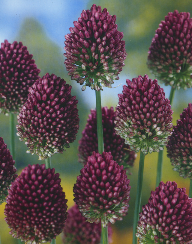 Purple Balls Of Allium Flower Bulb Crazy