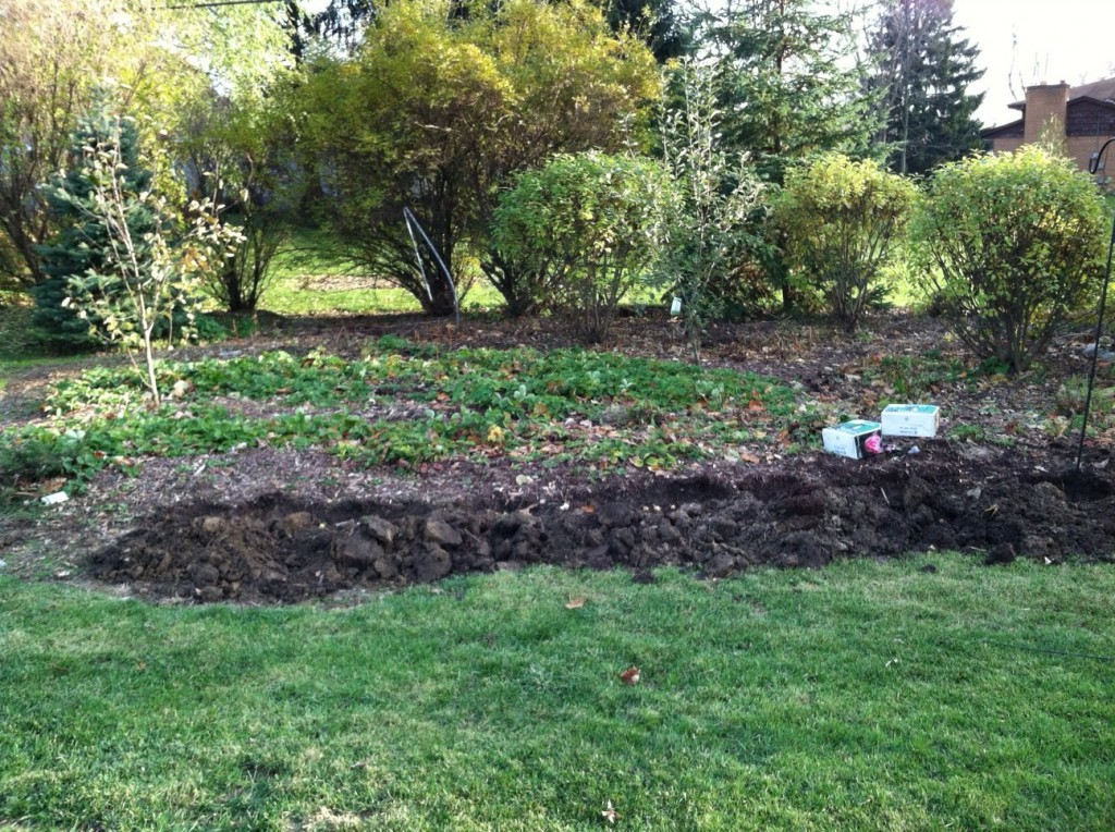 waiting to bloom: bulb border fruit garden