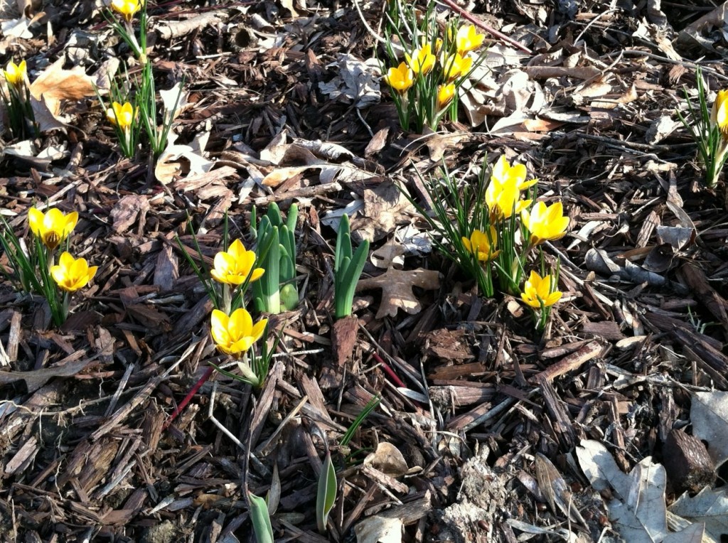 Dorothy Crocus