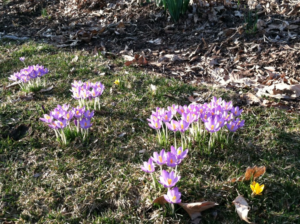 more crocus