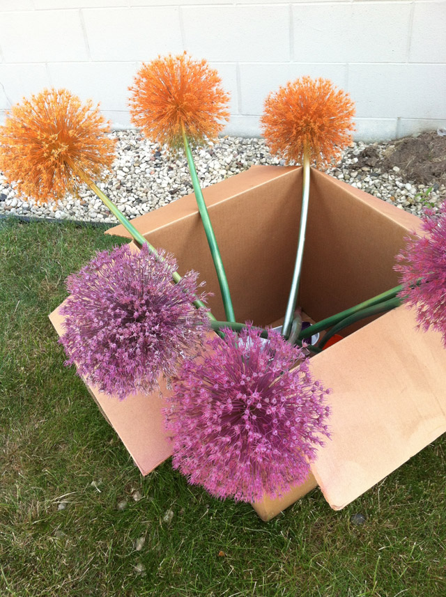 Spray Painting Allium, How to Spray Paint Allium Flowers