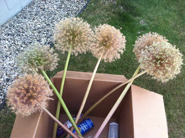 Spray Painting Allium, How to Spray Paint Allium Flowers