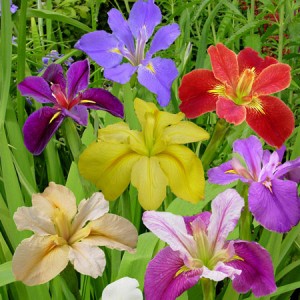 Louisiana Iris Mix